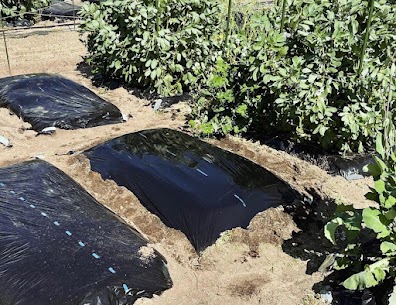 無農薬野菜を自家栽培🍅🍆🥒